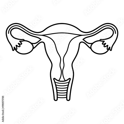 Line Art Illustration of Human Female Reproductive System Anatomy