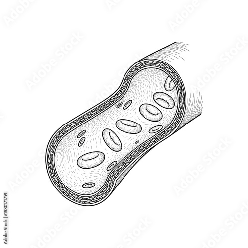 Cross-section of a blood vessel with red blood cells flowing through