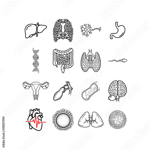 Human Anatomy Medical Icons Set Vector Illustration Of Body Organs