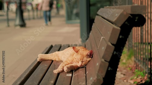 Ginger cat sleeping on wooden park bench. Domestic animal resting in sunlight. Relaxed pet outdoors during autumn day. Leisure and tranquility in urban public space city environment.