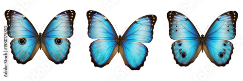 Tableau sur toile Blue Morpho Butterfly Morpho menelaus, Three Exotic Blue Butterflies with Open Wings Isolated on White Background, Tropical Insect Collection for Biological Study and Digital Art Assets