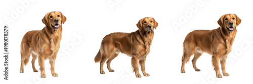 Golden Retriever Canis lupus familiaris Professional Set of Purebred Golden Retriever Dogs Standing in Different Poses Isolated on Plain White Background for Commercial Design Assets