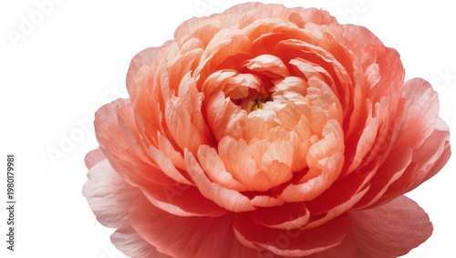 Tableau sur toile Isolated vibrant peach-pink ranunculus bloom with many soft, layered petals, close-up texture