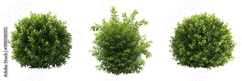 Photos Boxwood Buxus sempervirens, Set of Three Green Shrub Bushes with Round Topiary S