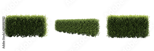 Obraz na płótnie Privet Hedge Ligustrum vulgare, Set of Three Green Garden Hedge Sections with Di