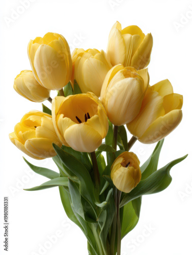 Bouquet of pink tulip flowers