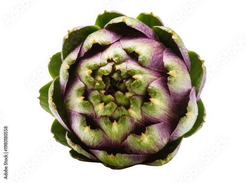 Foto Isolated fresh raw purple and green artichoke vegetable bud for healthy cooking