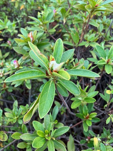 ツツジのつぼみと葉