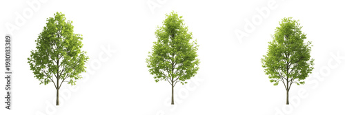 Fotografía Collection of Deciduous Green Trees with Lush Foliage Isolated on White Backgrou