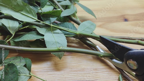 Close-up of florist trimming rose stems with pruning shears. Professional flower preparation for bouquets and floral arrangements. Fresh roses, floristry process, flower shop work and plant care conce
