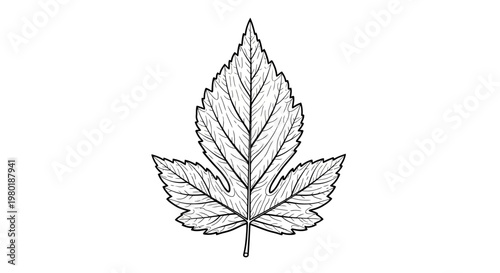 Detailed botanical sketch of a deciduous plant leaf with serrated edges and prominent veins, black and white line art drawing.