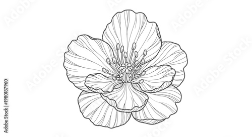 Elegant black and white line art flower illustration. Hand-drawn botanical blossom with delicate petals and stamens, simple outline drawing.