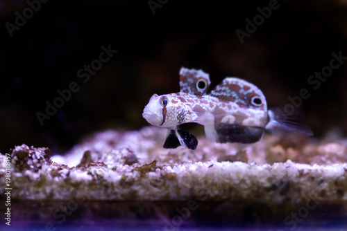 Twinspot Goby (Signigobius biocellatus) on Black Background