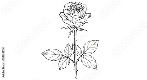 Elegant Single Rose Flower Line Art Drawing Illustration, Black and White Botanical Outline Sketch for Coloring Book Design Element