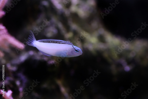 Meiacanthus smithi (Disco Blenny) tropical reef fish in coral aquarium habitat