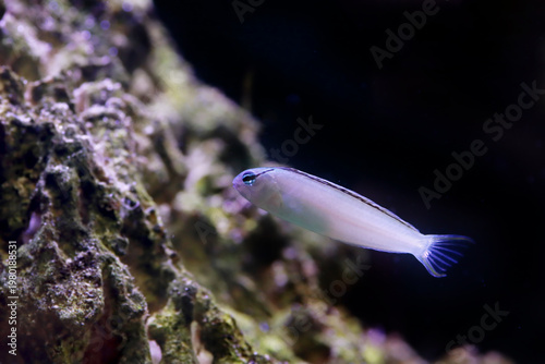 Meiacanthus smithi (Disco Blenny) tropical reef fish in coral aquarium habitat