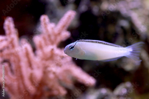 Meiacanthus smithi (Disco Blenny) tropical reef fish in coral aquarium habitat