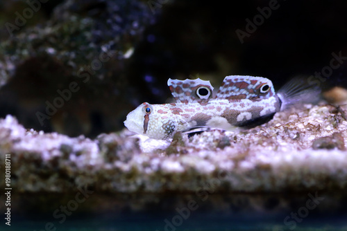Twinspot Goby (Signigobius biocellatus) on Black Background