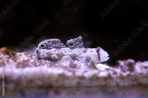 Twinspot Goby (Signigobius biocellatus) on Black Background