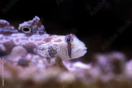 Twinspot Goby (Signigobius biocellatus) on Black Background