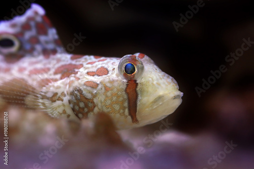 Twinspot Goby (Signigobius biocellatus) on Black Background