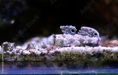 Twinspot Goby (Signigobius biocellatus) on Black Background