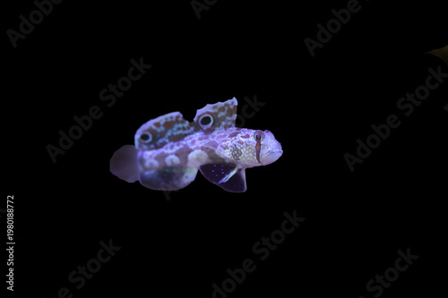 Twinspot Goby (Signigobius biocellatus) on Sandy Coral Reef Bottom