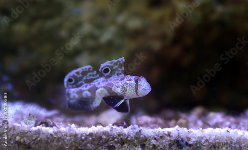 Twinspot Goby (Signigobius biocellatus) on Black Background