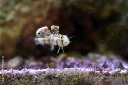 Twinspot Goby (Signigobius biocellatus) on Black Background