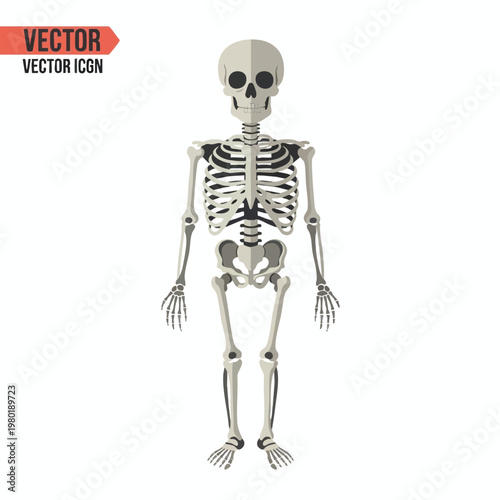 Educational Skeleton Model for Medical and Anatomical Illustration