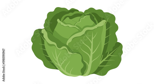 Fresh Green Lettuce Vegetable Head Closeup.