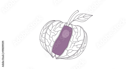 Abstract illustration of a sliced apple with detailed internal structure on white
