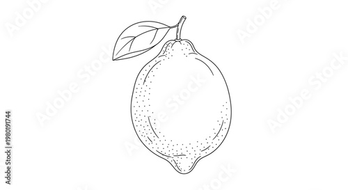 Black and white lemon illustration with leaf isolated on white background