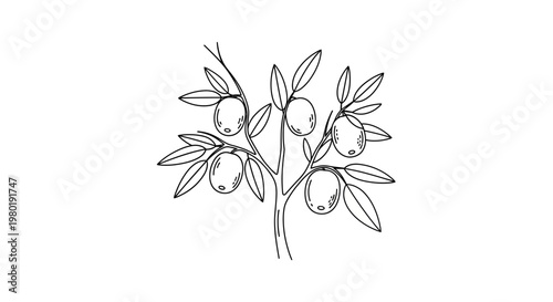 Olive tree illustration with ripe fruit and detailed leaves on white background