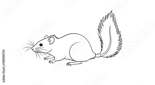 Black and white illustration of a mouse with a long bushy tail isolated on white