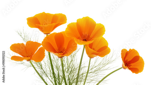 Obraz na płótnie Isolated vibrant orange California poppies with delicate green stems and foliage