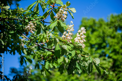 Photos White Horse Chestnut Blossoms in Selective Focus