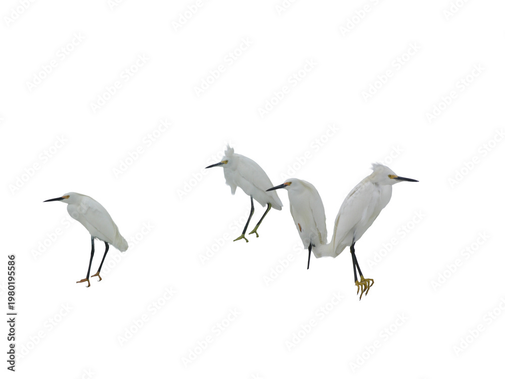 Ταπετσαρία four snowy egret isolated on transparent background