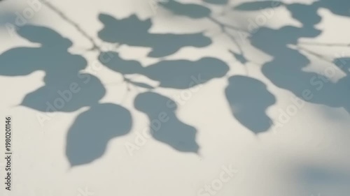 Shadows of leaves cast on a light surface creating a natural pattern.