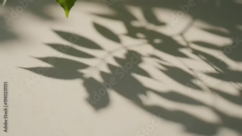 Shadows of leaves cast on a light-colored surface.