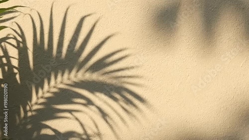 Shadows of Palm Leaves on a Textured Wall.