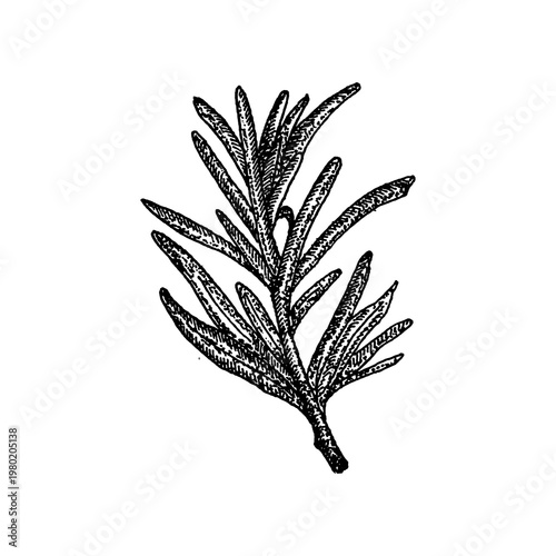Quadro su tela Vintage hand-drawn rosemary sprig illustration, classical herb engraving sketch