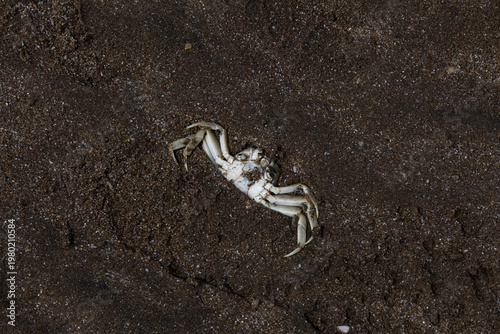 Fotografie Top down view of a dead crab with washed ashore on the dark sand of the Atlantic