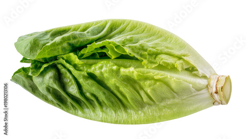 фотографія Isolated single fresh crisp romaine lettuce head with vibrant green leaves, heal