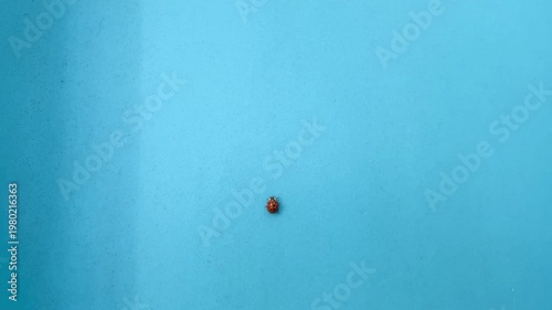 Asian lady beetle crawling on blue plastic surface outdoors in natural light, close up macro insect movement with minimal background, 4K stock video