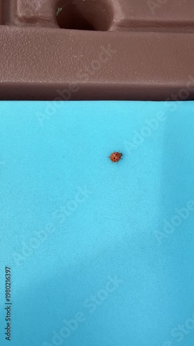 Asian lady beetle crawling on blue plastic surface outdoors in natural light, close up macro insect movement with minimal background, 4K stock video