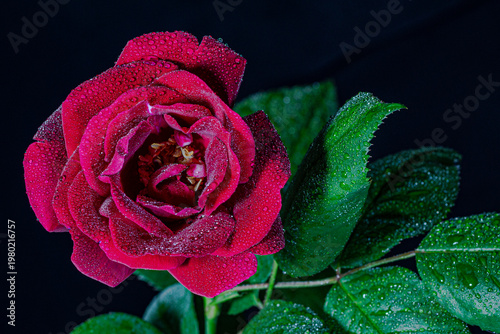 rose rouge