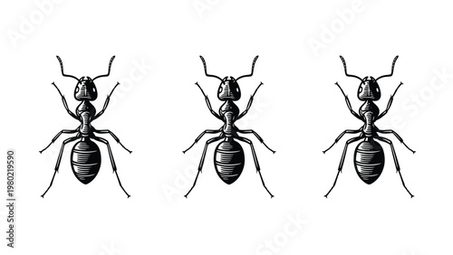 Three black ants in a row, isolated on a white background, top view insect illustration, perfect for nature or pest control themes.