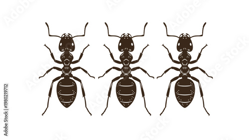 Three black ants in a row, isolated on white background. Detailed insect illustration for nature, science, and pest control.