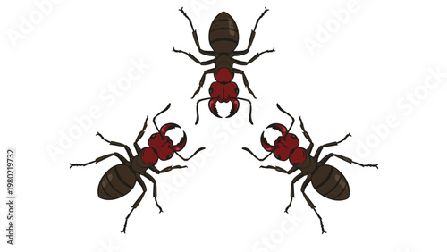Three cartoon ants in a triangular arrangement. Simple insect illustration on white background.